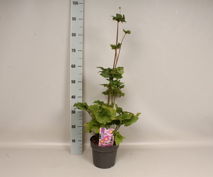vaste planten 19 cm  Anemone Serenade 