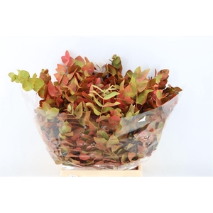 Euca Cinerea De Luxe Short 150gr P Bunch