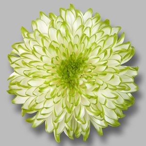 CHR G ZEMBLA LIME