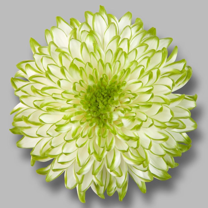 <h4>CHR G ZEMBLA LIME</h4>