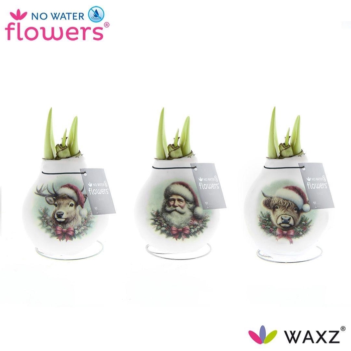 <h4>arr4 Amaryllis VH - Craftz Santa en Friends</h4>