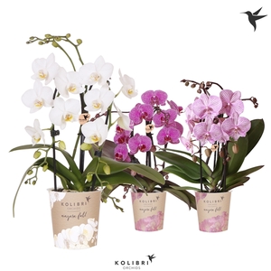 Kolibri Orchids Cascade Niagara fall mix 2 spike