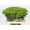 Dianthus Br Kiwi Mellow