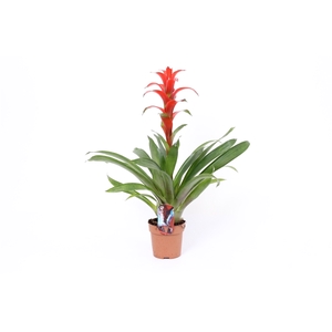 Guzmania 'Ostara'