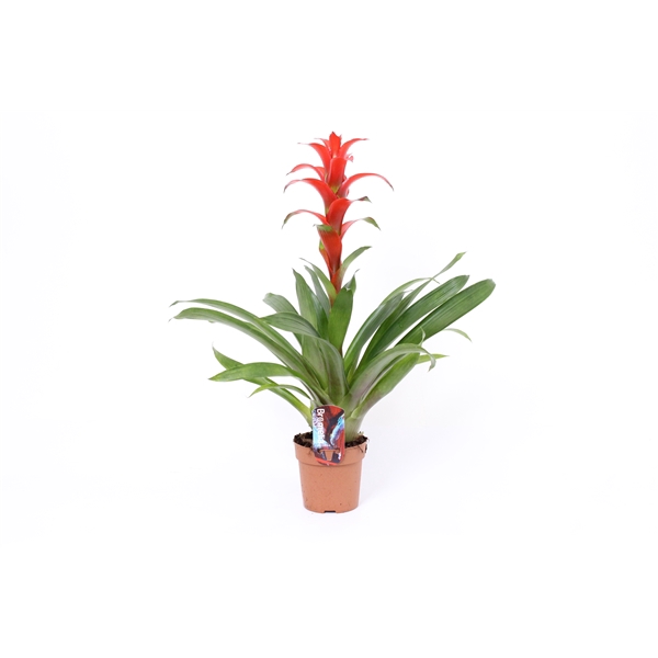 <h4>Guzmania 'Ostara'</h4>