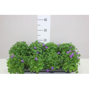 Campanula Porto Longlife