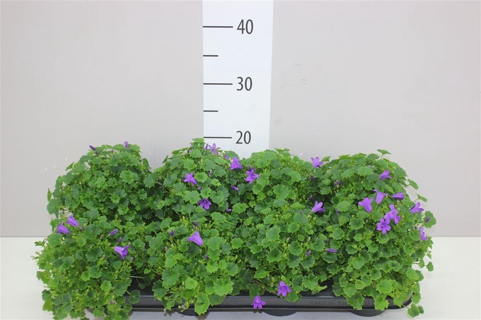 <h4>Campanula Porto Longlife</h4>
