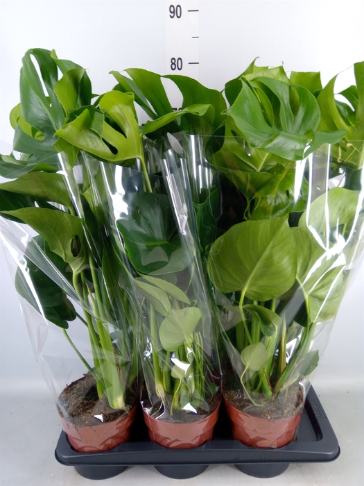 <h4>Monstera delic.</h4>