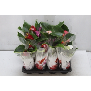 ANTHURIUM VARIADO P06