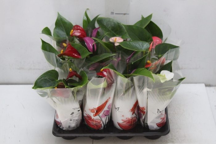 <h4>ANTHURIUM VARIADO P06</h4>