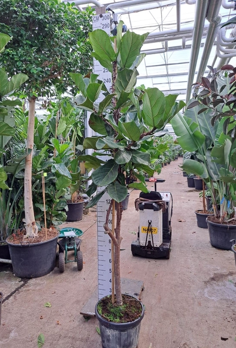 Ficus lyrata