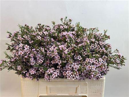 <h4>Chame Un Pink Dream</h4>