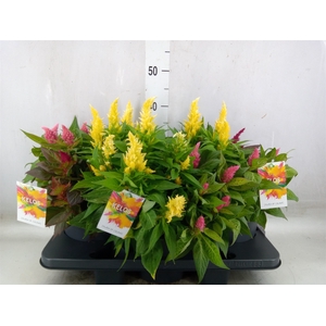 Celosia arg. PL 'Kelos Fire' .mix p