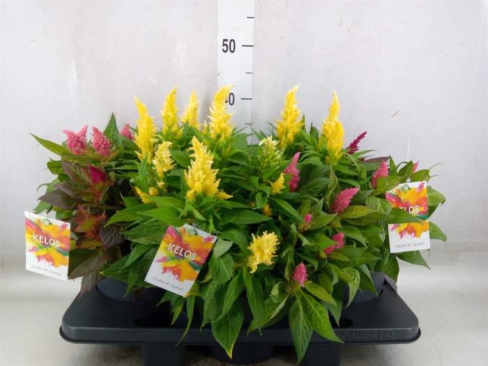 <h4>Celosia arg. PL 'Kelos Fire' .mix p</h4>