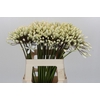 Agapanthus Barcelona