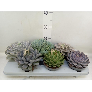 Echeveria   ...mix