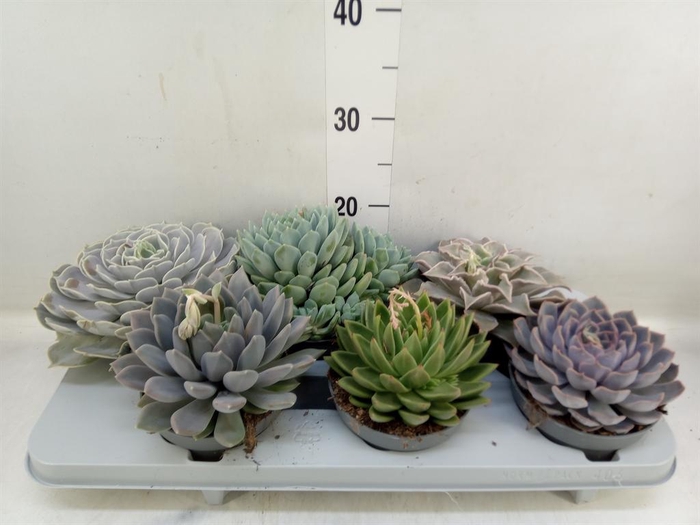 <h4>Echeveria ...mix</h4>