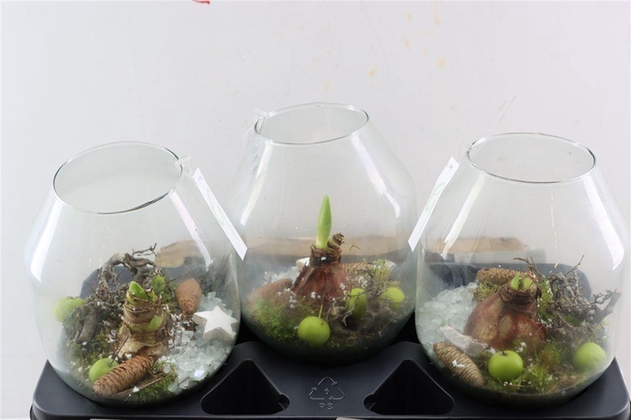 Arr Hipp In Glasvaas Madrid 25am-174