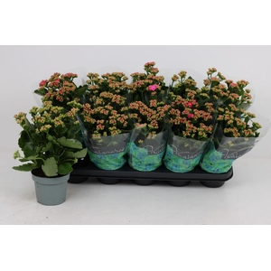 KAL GE PERFECTA PURP