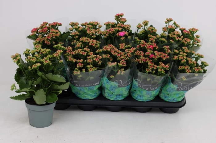 <h4>KAL GE PERFECTA PURP</h4>