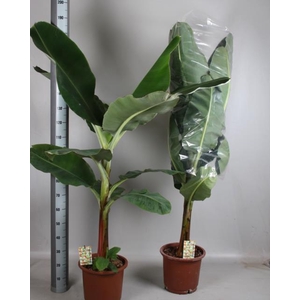 MUSA TROPICANA