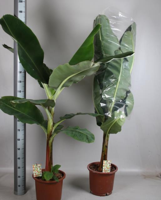MUSA TROPICANA