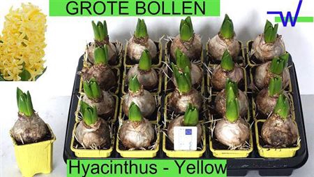 <h4>Hyacin Yellow</h4>