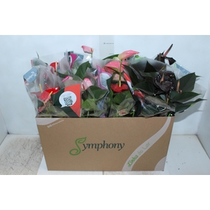ANTHURIUM VARIADO P15