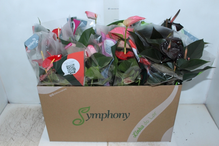 <h4>ANTHURIUM VARIADO P15</h4>