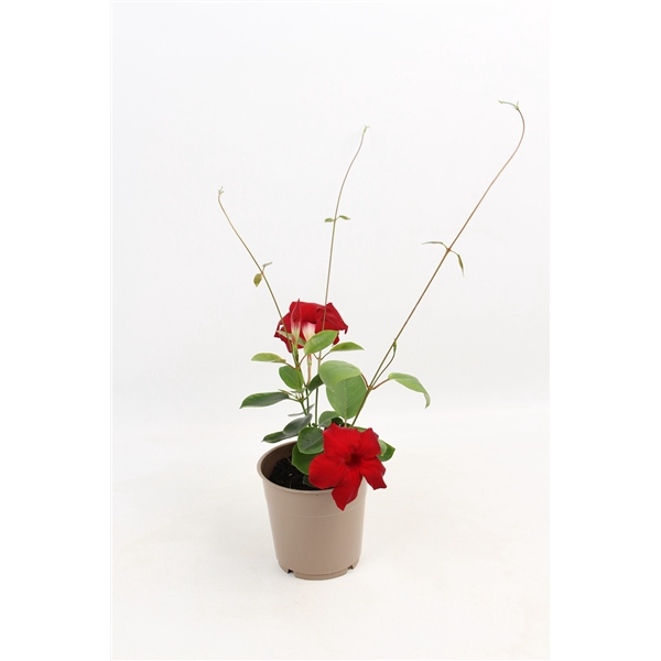 <h4>Mandevilla Red</h4>