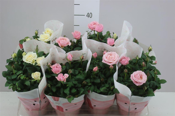 <h4>Rosa Infinity Gemengd</h4>