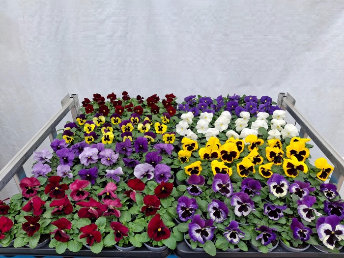 <h4>VIO WI DELTA GEM</h4>