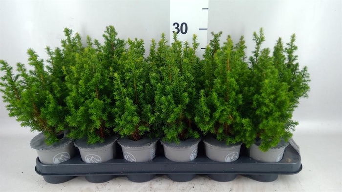 Chamaecyparis thyo. 'Alpica'