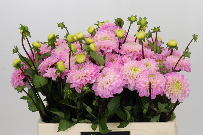 <h4>Dahlia Wizard of Oz</h4>
