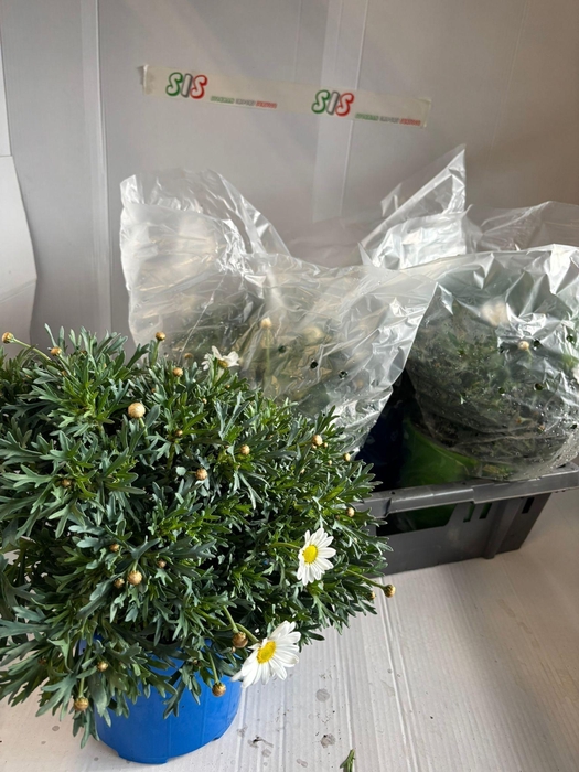 <h4>ARG STELLA 2000</h4>