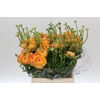 Ranunculus Clooney Salmon Extra