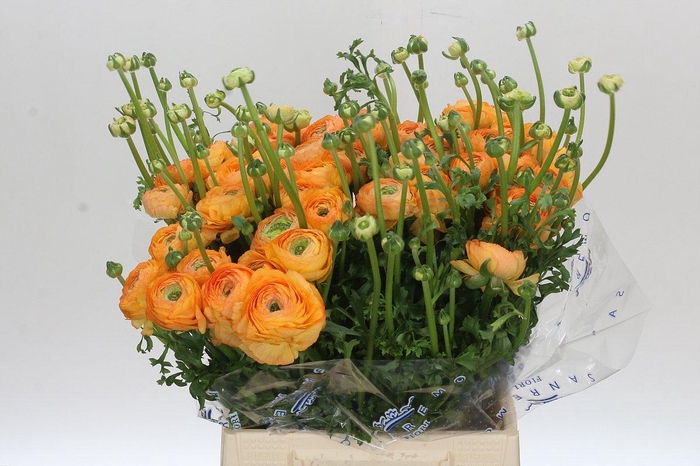 <h4>Ranunculus Clooney Salmon Extra</h4>