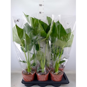 Alocasia macrorrhizos