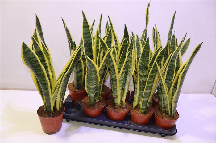 <h4>Sansev Laurentii</h4>