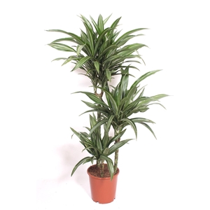 Dracaena fr de 'Ulises'