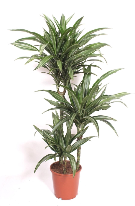 <h4>Dracaena fr de 'Ulises'</h4>