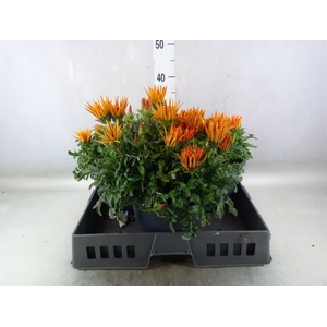 Gazania rig. 'Gazoo Orange w Ring'