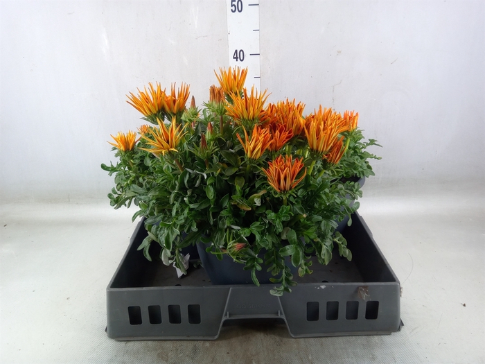 <h4>Gazania rig. 'Gazoo Orange w Ring'</h4>