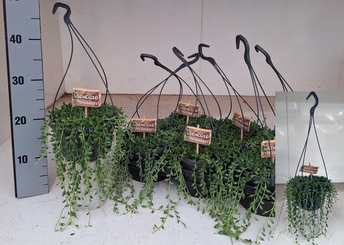 <h4>SENEC HERREIANUS</h4>