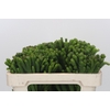 Kaaps Groen Albigreen