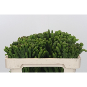 Kaaps Groen Albigreen