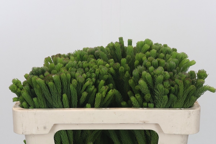 <h4>Kaaps Groen Albigreen</h4>