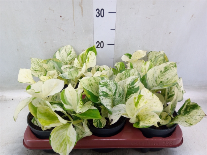 <h4>Epipremnum pinn. 'Happy Leaf'</h4>