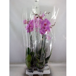 Phalaenopsis   ...rose