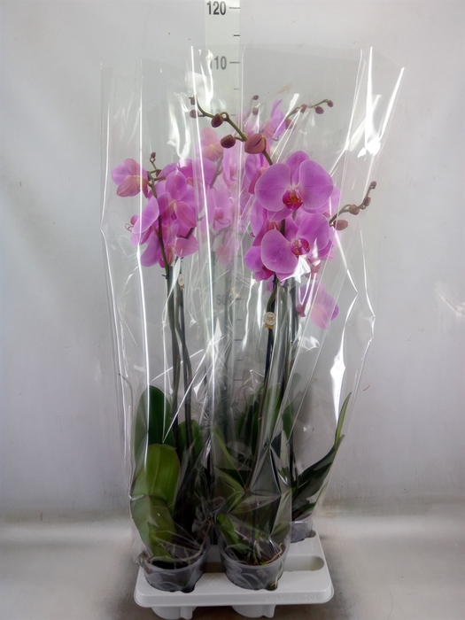 <h4>Phalaenopsis   ...rose</h4>